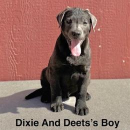 Labrador Puppies Available - Yellow, Charcoal, and Black in Twentynine Palms, ca