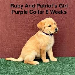 Fox Red Female Labrador Puppy Ready for New Home in Twentynine Palms, ca
