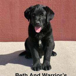 Male Black Labrador Puppy Available with AKC Registration in Twentynine Palms, ca