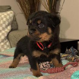 Female Rottweiler Puppy - AKC Registered, No Deposit, Lake County Indiana in Crown Point, in
