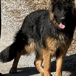 Beautiful AKC Female German Shepherds with Long Coats in Bristol, tn