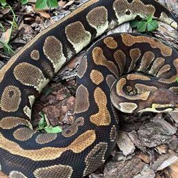 Male Ball Python Named Hercules Looking for a Forever Home in Detroit, mi