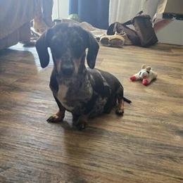 Female Miniature Dachshund Available in Hickory, nc