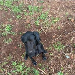 Labrador Retriever - 3 Year Old Male Black Lab Looking for a New Home in Hickory, nc
