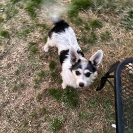 Chihuahua Adult for Adoption in Fayetteville, nc