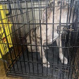 Mastiff Puppies - 10 Months Old in Detroit, mi