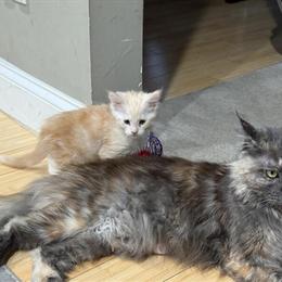 Maine Coon Kittens Available in Piqua, oh