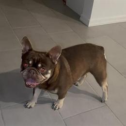 French Bulldog Stud Available - Proven with 15 Litters in Phoenix, az