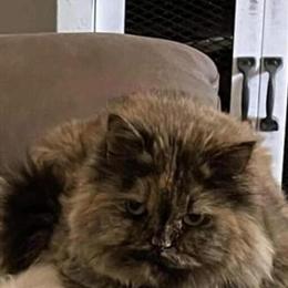 Persian Cat Shelby Needs a Forever Home in Cleveland, oh
