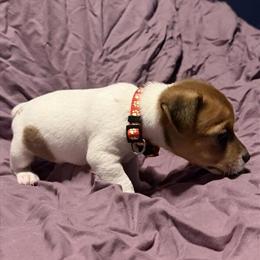 Jack Russell Puppies Available for Adoption in Columbus, ga