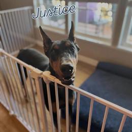 AKC Spayed Female Euro Doberman with Cropped Ears for Sale in Fort Worth, tx