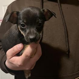 Chihuahua Puppy - 9 Weeks Old in Perrysburg, oh