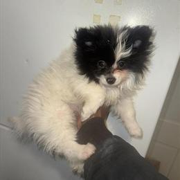 Pomeranian Puppies Looking for a Home in Columbus, oh
