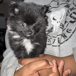 Pomeranian puppies available - 3 left in Columbus, oh