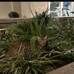 Exotic Savannah Kittens Available for Loving Homes in Fontana, ca