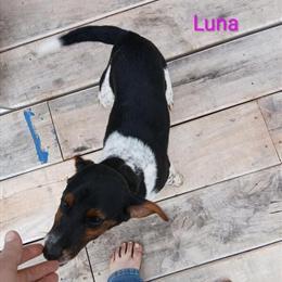 Beagle Puppies Looking for Good Homes in Blanchard, mi