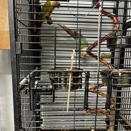 Quaker and Other Breeding Birds for Sale in Philadelphia, pa