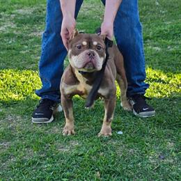 American Bully - Sweet Chocolate Tri with Paperwork in Spring, tx