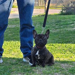 French Bulldog with AKC Registration in Spring, tx
