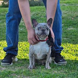 French Bulldog for Adoption in Spring, tx