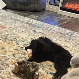 Labradoodle Puppy for Sale - Smart and Kid-Friendly in Logan, wv