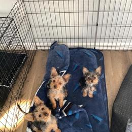 Yorkshire Terrier Male Puppy - 5 Months Old, AKC Registered in Washington, dc