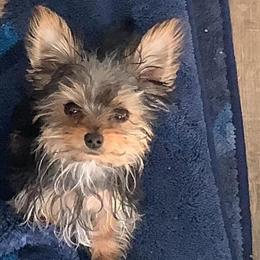 Male Yorkshire Terrier Puppy, 5 Months Old, AKC Registered in Washington, dc