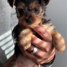 Female Yorkshire Terrier Puppy AKC - 5 Months Old in Washington, dc