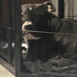 Female Dog Looking for a Forever Home in Youngstown, oh