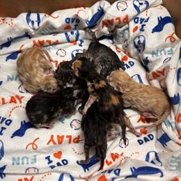 Persian Kittens Ready for Adoption in May 2026 in Philadelphia, pa