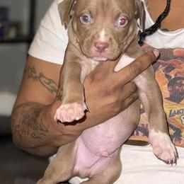 Two Puppies Available at 5 Weeks Old in Youngstown, oh