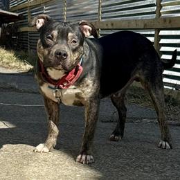 11 Month Old Black Tri Male Dog for Adoption in Youngstown, oh