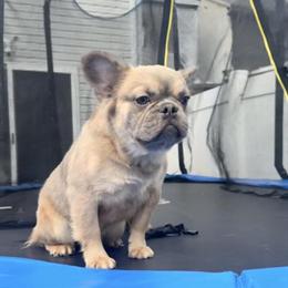 Male French Bulldog Ready for Adoption in Philadelphia, pa