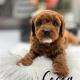 Cavapoo Puppies for Adoption in Mount Prospect, il