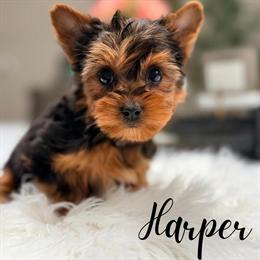 Yorkshire Terrier Puppies Available in Mount Prospect, il