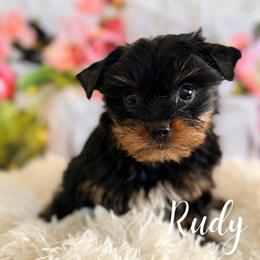 AKC Yorkshire Terrier Puppies Available in Mount Prospect, il