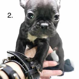 Black French Bulldog Pup Available for Rehoming in Philadelphia, pa