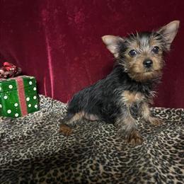 Yorkshire Terrier Tcup Female Ready for a Forever Home in New Orleans, la