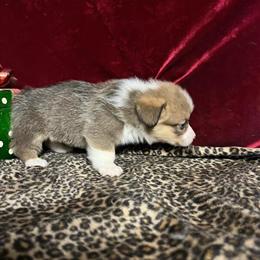 Corgi Puppies Available Now - Boys $575, Girls $600 in New Orleans, la