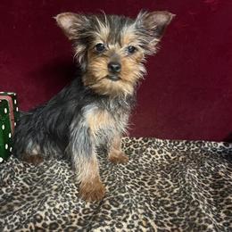 Yorkshire Terrier Female Ready for a Forever Home in New Orleans, la