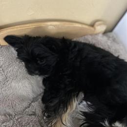 Biewer Yorkie Puppy - Adorable Baby Boy in Palm Beach Gardens, fl