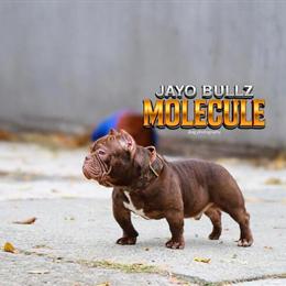 Chocolate Micro Stud Molecule Available for Stud in New York, ny