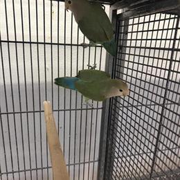 Lovebird for Adoption in Norwalk, ct