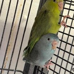 Parrotlet Male and Female for Sale in Norwalk, ct