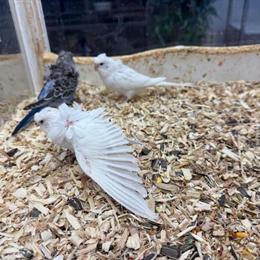 Hagoromo Budgie Parakeet for Sale in Norwalk, ct