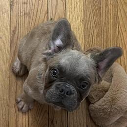 Female 5-Month-Old French Bulldog Puppy in Ontario, ny