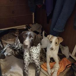 German Shorthaired Pointer Puppies Available for Reservation in Caro, mi