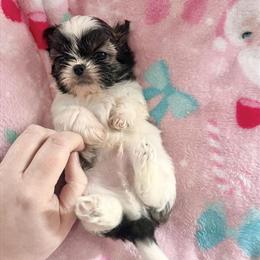 Tiny Male Shih Tzu Puppy 'Tot' Ready for a Loving Home in Cleveland, oh