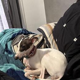 Female Italian Greyhound for Adoption in Philadelphia, pa
