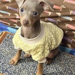Miniature Pinscher Puppy for Adoption in Baltimore, md